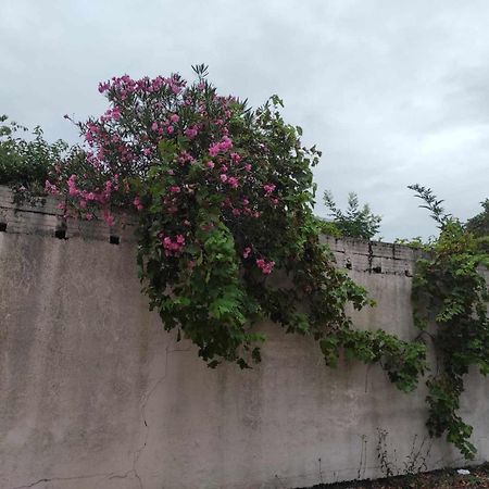Le Clos Des Coquelicots Tolosa Esterno foto