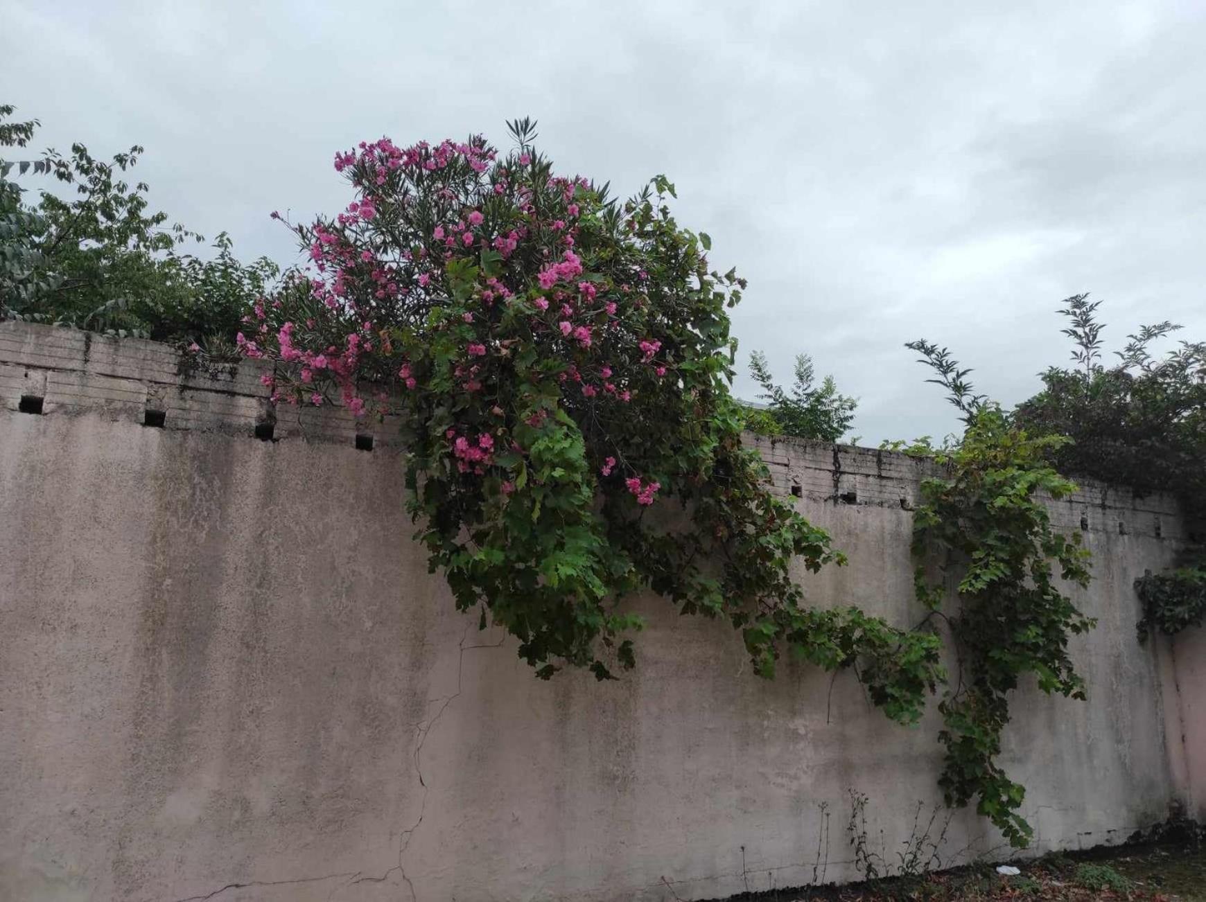 Le Clos Des Coquelicots Tolosa Esterno foto